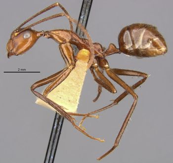 Media type: image;   Entomology 9096 Aspect: habitus lateral view